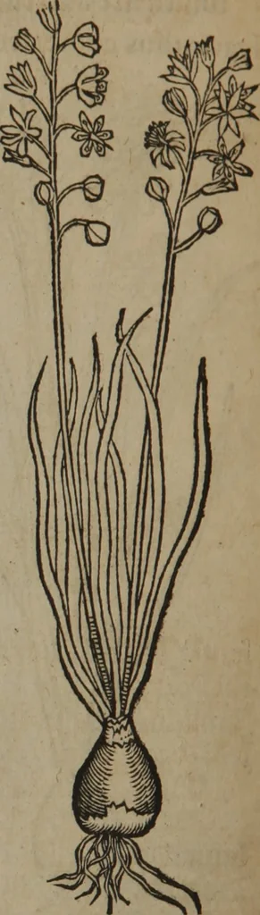 An illustration from A nievve herball, or Historie of plantes : wherein is contayned the whole discourse and perfect description of all sortes of herbes and plantes : their divers & sundry kindes ... and that not onely of those whiche are here growyng in this our countrie of Englande, but of all others also of forrayne realmes commonly used in physicke ; first set foorth in the Doutche or Almaigne tongue, 1578, leaf 235