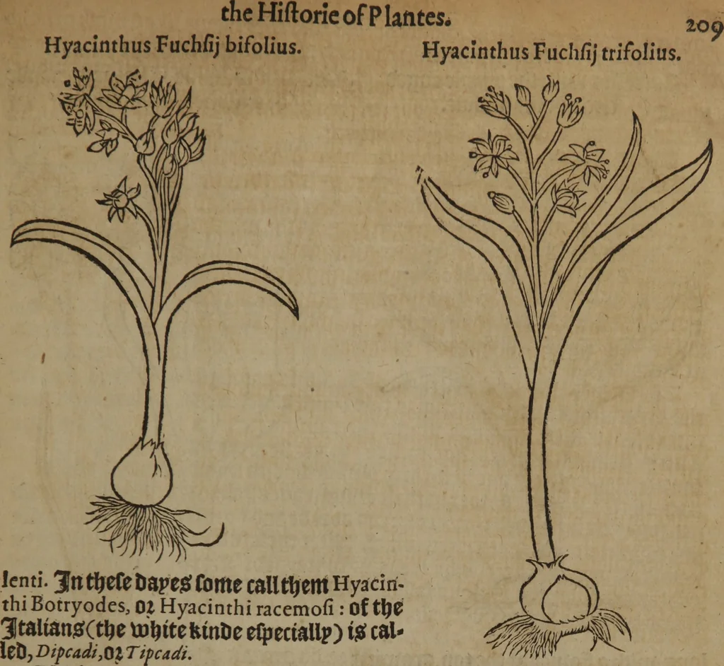 An illustration from A nievve herball, or Historie of plantes : wherein is contayned the whole discourse and perfect description of all sortes of herbes and plantes : their divers & sundry kindes ... and that not onely of those whiche are here growyng in this our countrie of Englande, but of all others also of forrayne realmes commonly used in physicke ; first set foorth in the Doutche or Almaigne tongue, 1578, leaf 236