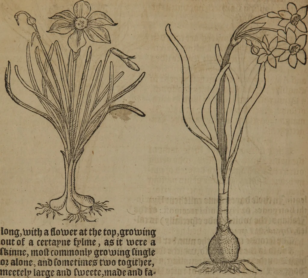 An illustration from A nievve herball, or Historie of plantes : wherein is contayned the whole discourse and perfect description of all sortes of herbes and plantes : their divers & sundry kindes ... and that not onely of those whiche are here growyng in this our countrie of Englande, but of all others also of forrayne realmes commonly used in physicke ; first set foorth in the Doutche or Almaigne tongue, 1578, leaf 237