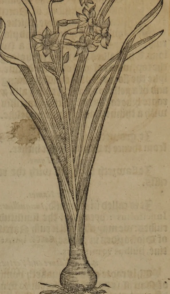 An illustration from A nievve herball, or Historie of plantes : wherein is contayned the whole discourse and perfect description of all sortes of herbes and plantes : their divers & sundry kindes ... and that not onely of those whiche are here growyng in this our countrie of Englande, but of all others also of forrayne realmes commonly used in physicke ; first set foorth in the Doutche or Almaigne tongue, 1578, leaf 238