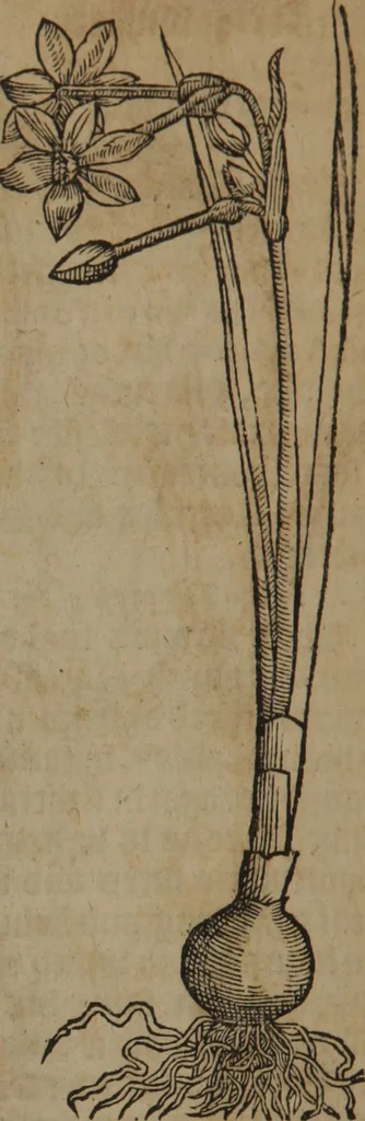 An illustration from A nievve herball, or Historie of plantes : wherein is contayned the whole discourse and perfect description of all sortes of herbes and plantes : their divers & sundry kindes ... and that not onely of those whiche are here growyng in this our countrie of Englande, but of all others also of forrayne realmes commonly used in physicke ; first set foorth in the Doutche or Almaigne tongue, 1578, leaf 239