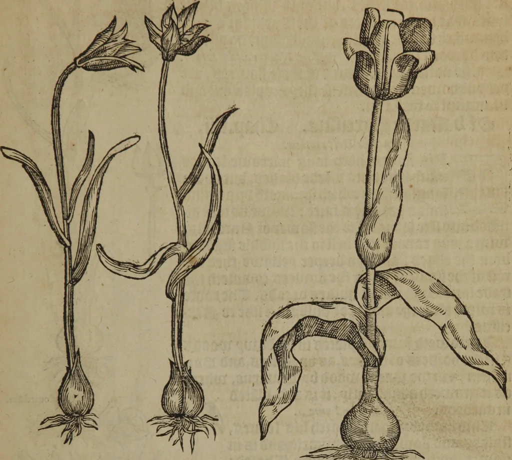 An illustration from A nievve herball, or Historie of plantes : wherein is contayned the whole discourse and perfect description of all sortes of herbes and plantes : their divers & sundry kindes ... and that not onely of those whiche are here growyng in this our countrie of Englande, but of all others also of forrayne realmes commonly used in physicke ; first set foorth in the Doutche or Almaigne tongue, 1578, leaf 240