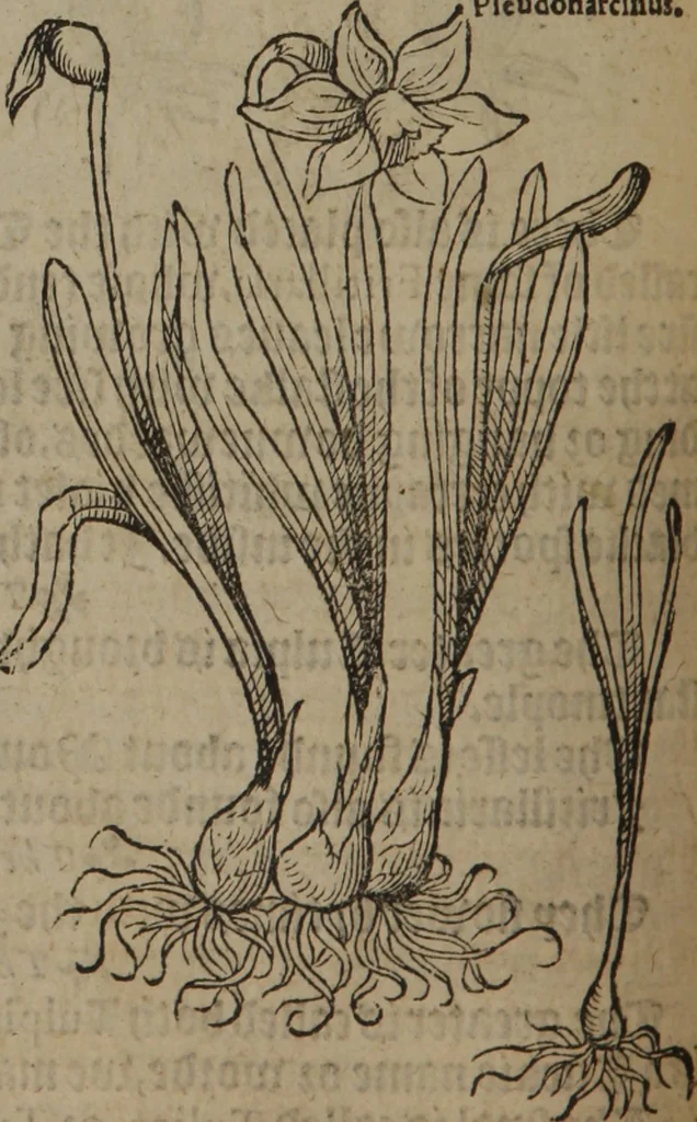 An illustration from A nievve herball, or Historie of plantes : wherein is contayned the whole discourse and perfect description of all sortes of herbes and plantes : their divers & sundry kindes ... and that not onely of those whiche are here growyng in this our countrie of Englande, but of all others also of forrayne realmes commonly used in physicke ; first set foorth in the Doutche or Almaigne tongue, 1578, leaf 241