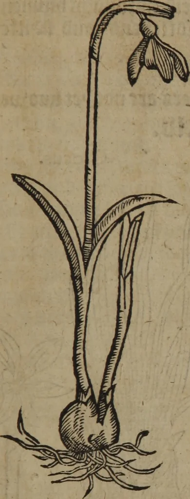 An illustration from A nievve herball, or Historie of plantes : wherein is contayned the whole discourse and perfect description of all sortes of herbes and plantes : their divers & sundry kindes ... and that not onely of those whiche are here growyng in this our countrie of Englande, but of all others also of forrayne realmes commonly used in physicke ; first set foorth in the Doutche or Almaigne tongue, 1578, leaf 242