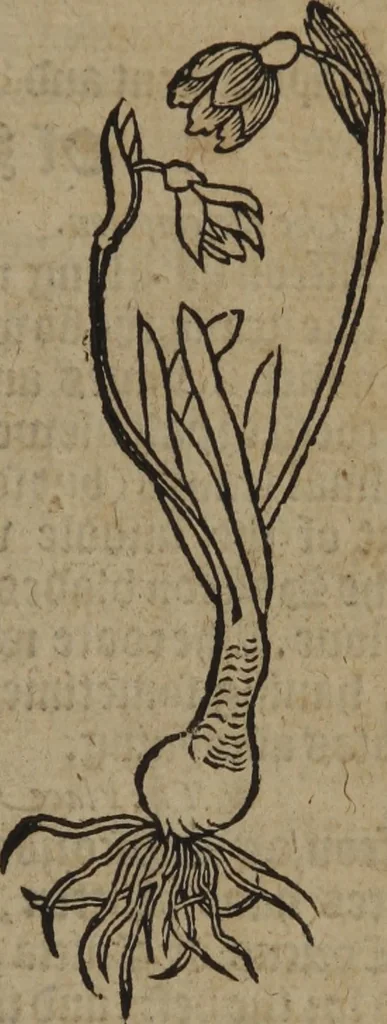 An illustration from A nievve herball, or Historie of plantes : wherein is contayned the whole discourse and perfect description of all sortes of herbes and plantes : their divers & sundry kindes ... and that not onely of those whiche are here growyng in this our countrie of Englande, but of all others also of forrayne realmes commonly used in physicke ; first set foorth in the Doutche or Almaigne tongue, 1578, leaf 242