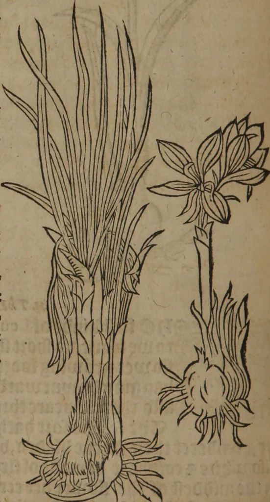 An illustration from A nievve herball, or Historie of plantes : wherein is contayned the whole discourse and perfect description of all sortes of herbes and plantes : their divers & sundry kindes ... and that not onely of those whiche are here growyng in this our countrie of Englande, but of all others also of forrayne realmes commonly used in physicke ; first set foorth in the Doutche or Almaigne tongue, 1578, leaf 243