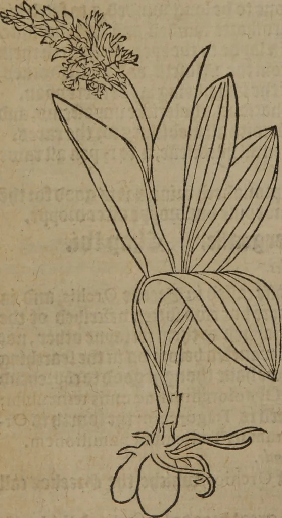 An illustration from A nievve herball, or Historie of plantes : wherein is contayned the whole discourse and perfect description of all sortes of herbes and plantes : their divers & sundry kindes ... and that not onely of those whiche are here growyng in this our countrie of Englande, but of all others also of forrayne realmes commonly used in physicke ; first set foorth in the Doutche or Almaigne tongue, 1578, leaf 245