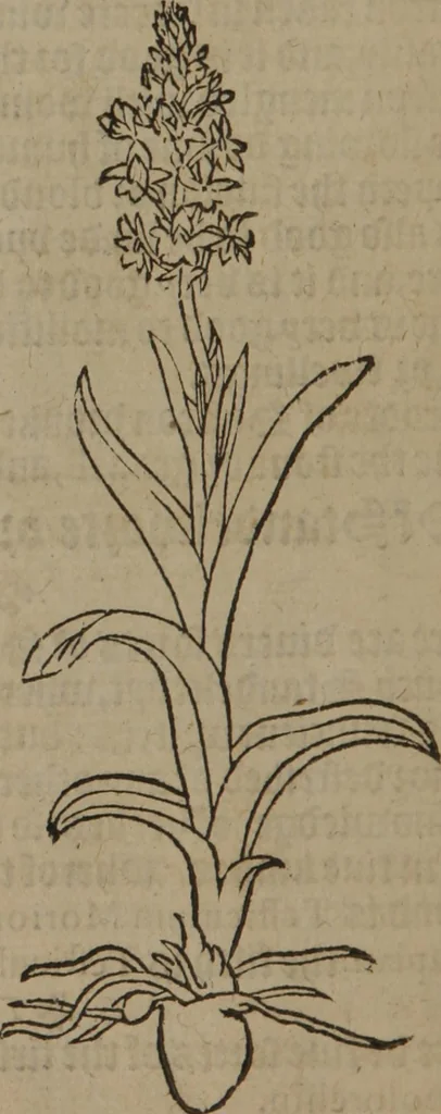 An illustration from A nievve herball, or Historie of plantes : wherein is contayned the whole discourse and perfect description of all sortes of herbes and plantes : their divers & sundry kindes ... and that not onely of those whiche are here growyng in this our countrie of Englande, but of all others also of forrayne realmes commonly used in physicke ; first set foorth in the Doutche or Almaigne tongue, 1578, leaf 245