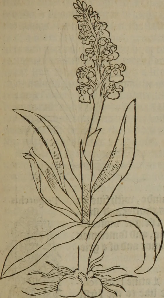 An illustration from A nievve herball, or Historie of plantes : wherein is contayned the whole discourse and perfect description of all sortes of herbes and plantes : their divers & sundry kindes ... and that not onely of those whiche are here growyng in this our countrie of Englande, but of all others also of forrayne realmes commonly used in physicke ; first set foorth in the Doutche or Almaigne tongue, 1578, leaf 246
