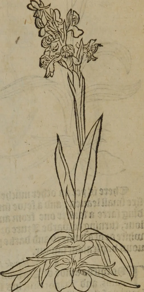 An illustration from A nievve herball, or Historie of plantes : wherein is contayned the whole discourse and perfect description of all sortes of herbes and plantes : their divers & sundry kindes ... and that not onely of those whiche are here growyng in this our countrie of Englande, but of all others also of forrayne realmes commonly used in physicke ; first set foorth in the Doutche or Almaigne tongue, 1578, leaf 246