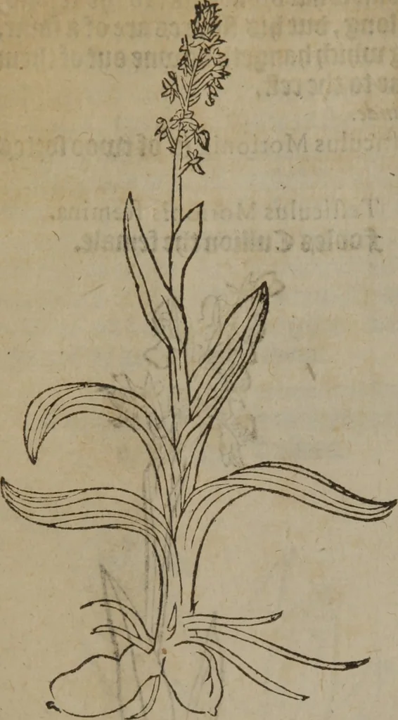 An illustration from A nievve herball, or Historie of plantes : wherein is contayned the whole discourse and perfect description of all sortes of herbes and plantes : their divers & sundry kindes ... and that not onely of those whiche are here growyng in this our countrie of Englande, but of all others also of forrayne realmes commonly used in physicke ; first set foorth in the Doutche or Almaigne tongue, 1578, leaf 247