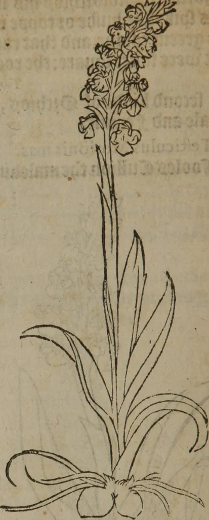 An illustration from A nievve herball, or Historie of plantes : wherein is contayned the whole discourse and perfect description of all sortes of herbes and plantes : their divers & sundry kindes ... and that not onely of those whiche are here growyng in this our countrie of Englande, but of all others also of forrayne realmes commonly used in physicke ; first set foorth in the Doutche or Almaigne tongue, 1578, leaf 247