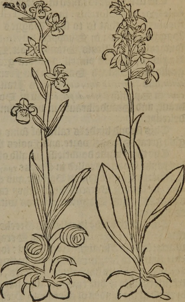 An illustration from A nievve herball, or Historie of plantes : wherein is contayned the whole discourse and perfect description of all sortes of herbes and plantes : their divers & sundry kindes ... and that not onely of those whiche are here growyng in this our countrie of Englande, but of all others also of forrayne realmes commonly used in physicke ; first set foorth in the Doutche or Almaigne tongue, 1578, leaf 248