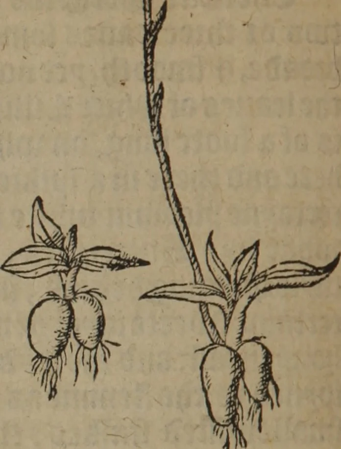 An illustration from A nievve herball, or Historie of plantes : wherein is contayned the whole discourse and perfect description of all sortes of herbes and plantes : their divers & sundry kindes ... and that not onely of those whiche are here growyng in this our countrie of Englande, but of all others also of forrayne realmes commonly used in physicke ; first set foorth in the Doutche or Almaigne tongue, 1578, leaf 249