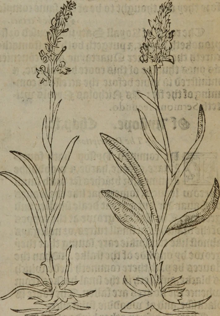 An illustration from A nievve herball, or Historie of plantes : wherein is contayned the whole discourse and perfect description of all sortes of herbes and plantes : their divers & sundry kindes ... and that not onely of those whiche are here growyng in this our countrie of Englande, but of all others also of forrayne realmes commonly used in physicke ; first set foorth in the Doutche or Almaigne tongue, 1578, leaf 252