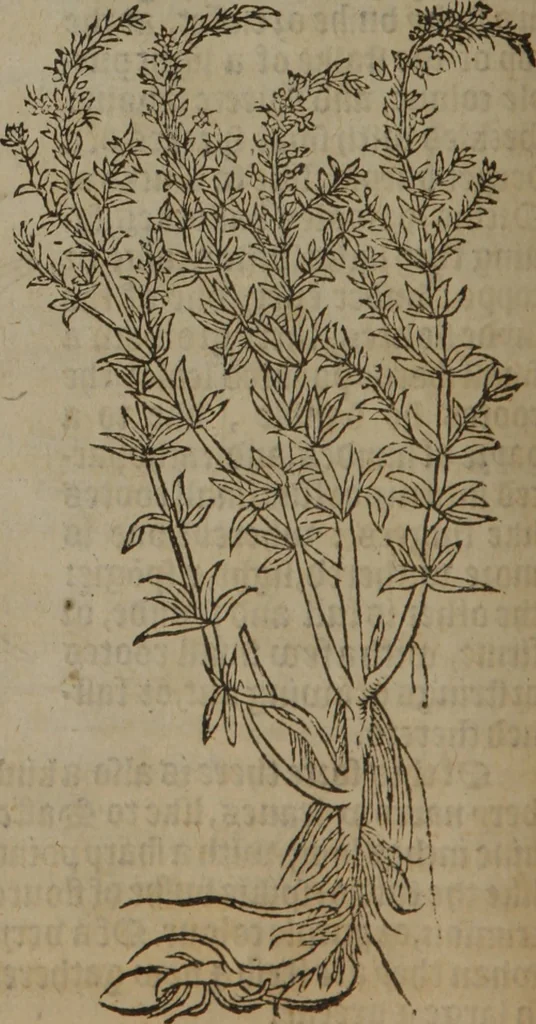 An illustration from A nievve herball, or Historie of plantes : wherein is contayned the whole discourse and perfect description of all sortes of herbes and plantes : their divers & sundry kindes ... and that not onely of those whiche are here growyng in this our countrie of Englande, but of all others also of forrayne realmes commonly used in physicke ; first set foorth in the Doutche or Almaigne tongue, 1578, leaf 253