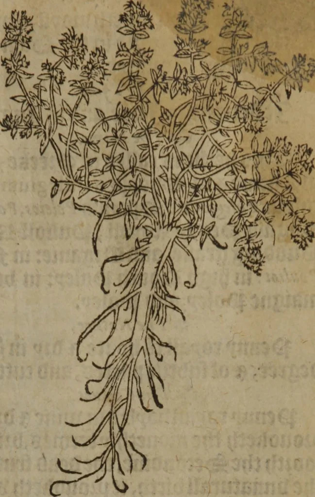 An illustration from A nievve herball, or Historie of plantes : wherein is contayned the whole discourse and perfect description of all sortes of herbes and plantes : their divers & sundry kindes ... and that not onely of those whiche are here growyng in this our countrie of Englande, but of all others also of forrayne realmes commonly used in physicke ; first set foorth in the Doutche or Almaigne tongue, 1578, leaf 258