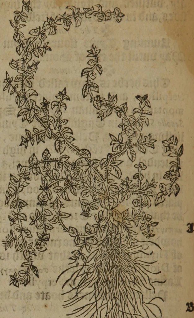 An illustration from A nievve herball, or Historie of plantes : wherein is contayned the whole discourse and perfect description of all sortes of herbes and plantes : their divers & sundry kindes ... and that not onely of those whiche are here growyng in this our countrie of Englande, but of all others also of forrayne realmes commonly used in physicke ; first set foorth in the Doutche or Almaigne tongue, 1578, leaf 259