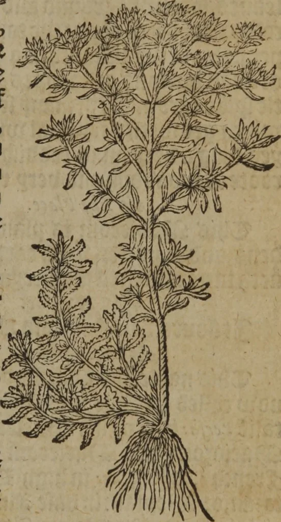 An illustration from A nievve herball, or Historie of plantes : wherein is contayned the whole discourse and perfect description of all sortes of herbes and plantes : their divers & sundry kindes ... and that not onely of those whiche are here growyng in this our countrie of Englande, but of all others also of forrayne realmes commonly used in physicke ; first set foorth in the Doutche or Almaigne tongue, 1578, leaf 260