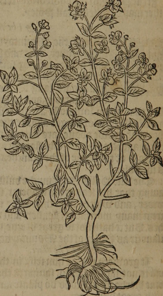 An illustration from A nievve herball, or Historie of plantes : wherein is contayned the whole discourse and perfect description of all sortes of herbes and plantes : their divers & sundry kindes ... and that not onely of those whiche are here growyng in this our countrie of Englande, but of all others also of forrayne realmes commonly used in physicke ; first set foorth in the Doutche or Almaigne tongue, 1578, leaf 261