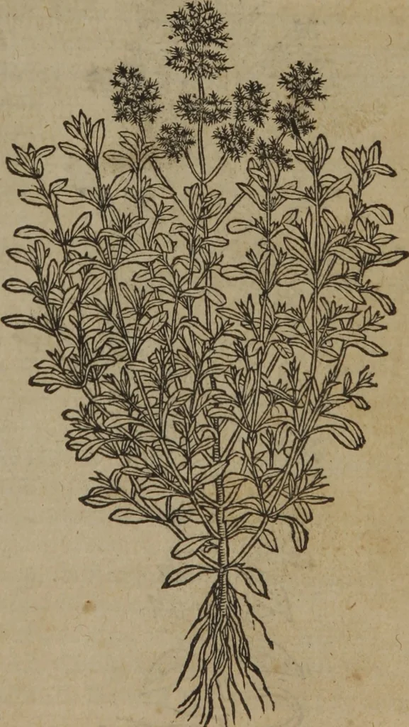 An illustration from A nievve herball, or Historie of plantes : wherein is contayned the whole discourse and perfect description of all sortes of herbes and plantes : their divers & sundry kindes ... and that not onely of those whiche are here growyng in this our countrie of Englande, but of all others also of forrayne realmes commonly used in physicke ; first set foorth in the Doutche or Almaigne tongue, 1578, leaf 262