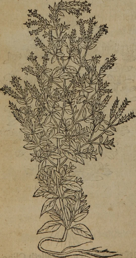 An illustration from A nievve herball, or Historie of plantes : wherein is contayned the whole discourse and perfect description of all sortes of herbes and plantes : their divers & sundry kindes ... and that not onely of those whiche are here growyng in this our countrie of Englande, but of all others also of forrayne realmes commonly used in physicke ; first set foorth in the Doutche or Almaigne tongue, 1578, leaf 263