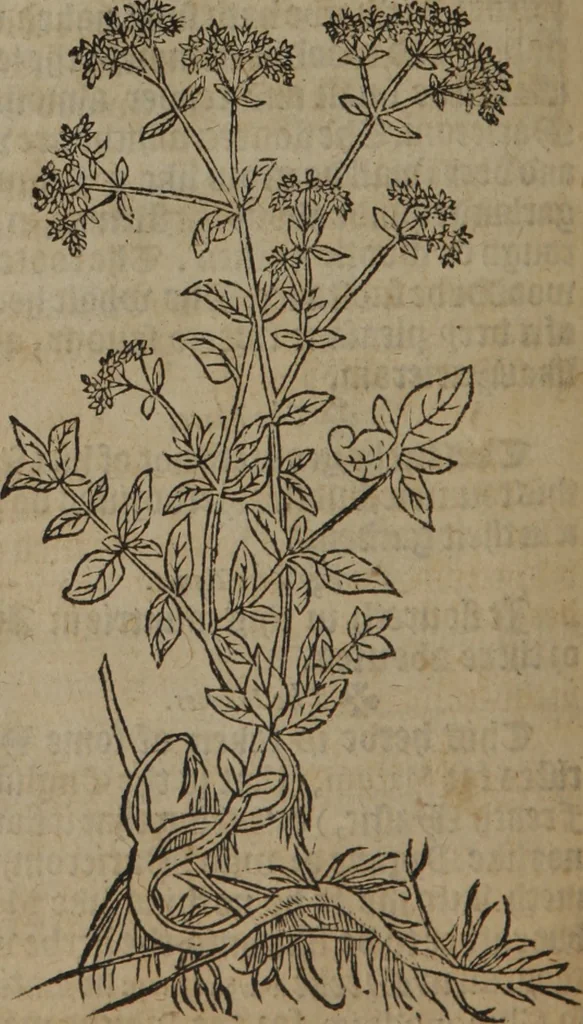 An illustration from A nievve herball, or Historie of plantes : wherein is contayned the whole discourse and perfect description of all sortes of herbes and plantes : their divers & sundry kindes ... and that not onely of those whiche are here growyng in this our countrie of Englande, but of all others also of forrayne realmes commonly used in physicke ; first set foorth in the Doutche or Almaigne tongue, 1578, leaf 263