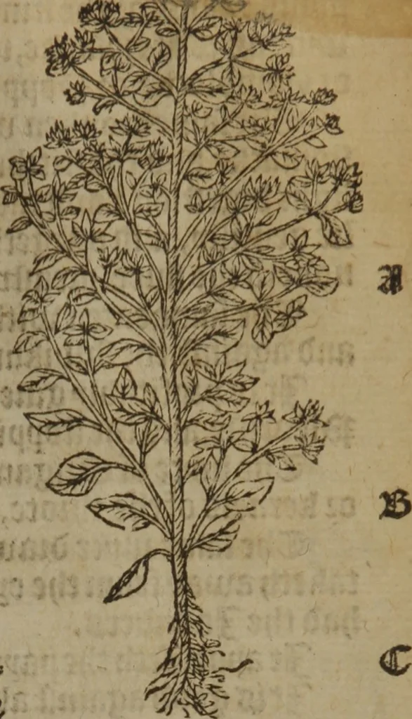 An illustration from A nievve herball, or Historie of plantes : wherein is contayned the whole discourse and perfect description of all sortes of herbes and plantes : their divers & sundry kindes ... and that not onely of those whiche are here growyng in this our countrie of Englande, but of all others also of forrayne realmes commonly used in physicke ; first set foorth in the Doutche or Almaigne tongue, 1578, leaf 264