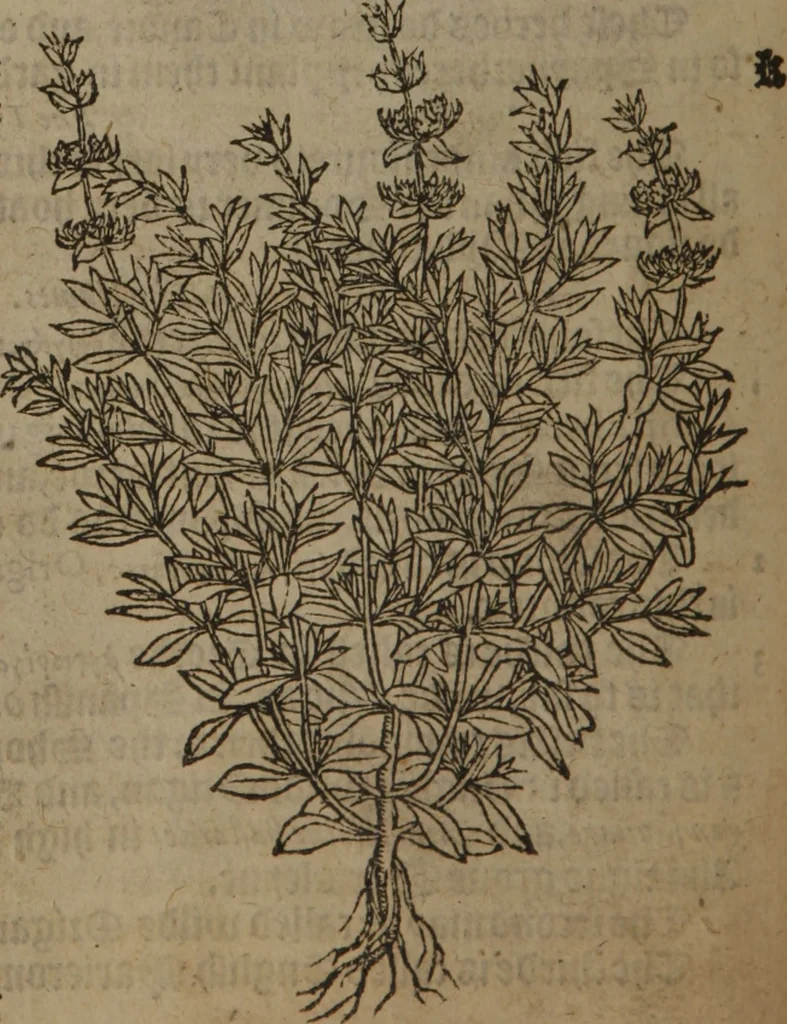 An illustration from A nievve herball, or Historie of plantes : wherein is contayned the whole discourse and perfect description of all sortes of herbes and plantes : their divers & sundry kindes ... and that not onely of those whiche are here growyng in this our countrie of Englande, but of all others also of forrayne realmes commonly used in physicke ; first set foorth in the Doutche or Almaigne tongue, 1578, leaf 265