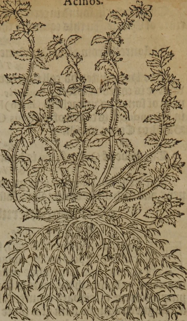 An illustration from A nievve herball, or Historie of plantes : wherein is contayned the whole discourse and perfect description of all sortes of herbes and plantes : their divers & sundry kindes ... and that not onely of those whiche are here growyng in this our countrie of Englande, but of all others also of forrayne realmes commonly used in physicke ; first set foorth in the Doutche or Almaigne tongue, 1578, leaf 268
