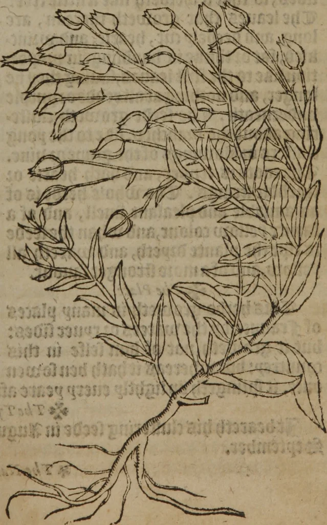 An illustration from A nievve herball, or Historie of plantes : wherein is contayned the whole discourse and perfect description of all sortes of herbes and plantes : their divers & sundry kindes ... and that not onely of those whiche are here growyng in this our countrie of Englande, but of all others also of forrayne realmes commonly used in physicke ; first set foorth in the Doutche or Almaigne tongue, 1578, leaf 268