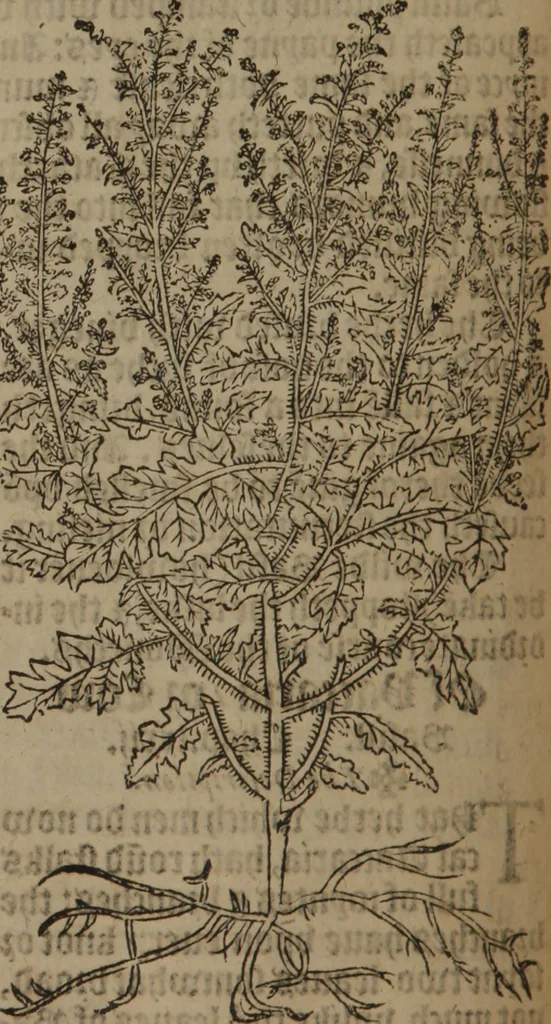 An illustration from A nievve herball, or Historie of plantes : wherein is contayned the whole discourse and perfect description of all sortes of herbes and plantes : their divers & sundry kindes ... and that not onely of those whiche are here growyng in this our countrie of Englande, but of all others also of forrayne realmes commonly used in physicke ; first set foorth in the Doutche or Almaigne tongue, 1578, leaf 269
