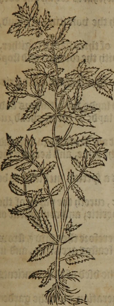 An illustration from A nievve herball, or Historie of plantes : wherein is contayned the whole discourse and perfect description of all sortes of herbes and plantes : their divers & sundry kindes ... and that not onely of those whiche are here growyng in this our countrie of Englande, but of all others also of forrayne realmes commonly used in physicke ; first set foorth in the Doutche or Almaigne tongue, 1578, leaf 272