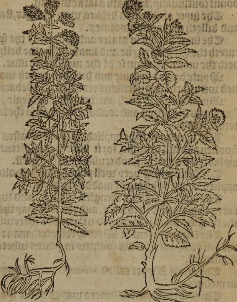 An illustration from A nievve herball, or Historie of plantes : wherein is contayned the whole discourse and perfect description of all sortes of herbes and plantes : their divers & sundry kindes ... and that not onely of those whiche are here growyng in this our countrie of Englande, but of all others also of forrayne realmes commonly used in physicke ; first set foorth in the Doutche or Almaigne tongue, 1578, leaf 272