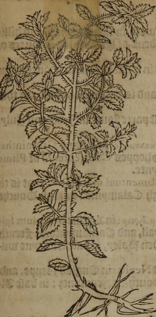An illustration from A nievve herball, or Historie of plantes : wherein is contayned the whole discourse and perfect description of all sortes of herbes and plantes : their divers & sundry kindes ... and that not onely of those whiche are here growyng in this our countrie of Englande, but of all others also of forrayne realmes commonly used in physicke ; first set foorth in the Doutche or Almaigne tongue, 1578, leaf 274