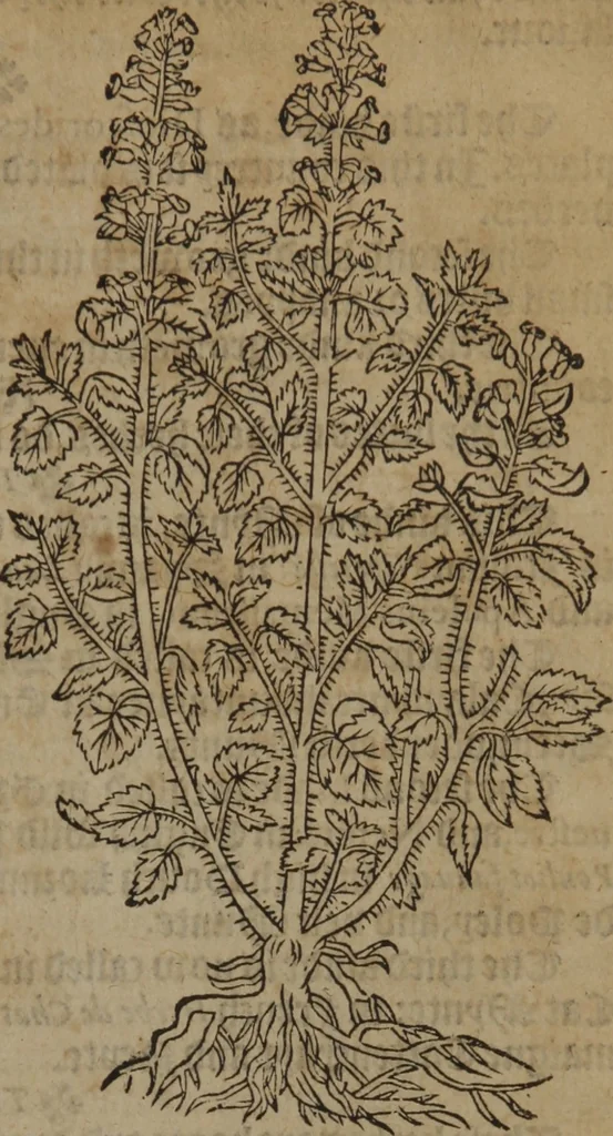 An illustration from A nievve herball, or Historie of plantes : wherein is contayned the whole discourse and perfect description of all sortes of herbes and plantes : their divers & sundry kindes ... and that not onely of those whiche are here growyng in this our countrie of Englande, but of all others also of forrayne realmes commonly used in physicke ; first set foorth in the Doutche or Almaigne tongue, 1578, leaf 274