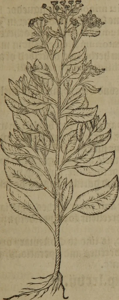 An illustration from A nievve herball, or Historie of plantes : wherein is contayned the whole discourse and perfect description of all sortes of herbes and plantes : their divers & sundry kindes ... and that not onely of those whiche are here growyng in this our countrie of Englande, but of all others also of forrayne realmes commonly used in physicke ; first set foorth in the Doutche or Almaigne tongue, 1578, leaf 276