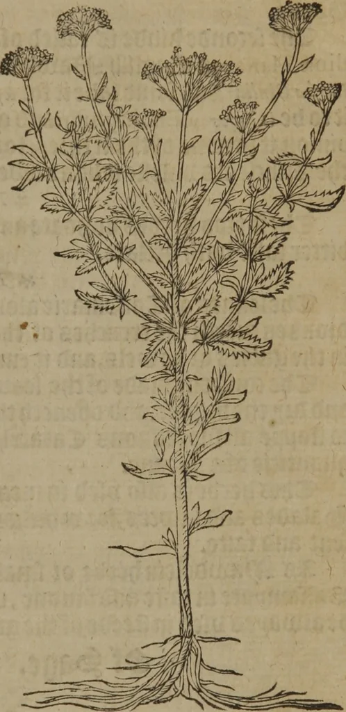 An illustration from A nievve herball, or Historie of plantes : wherein is contayned the whole discourse and perfect description of all sortes of herbes and plantes : their divers & sundry kindes ... and that not onely of those whiche are here growyng in this our countrie of Englande, but of all others also of forrayne realmes commonly used in physicke ; first set foorth in the Doutche or Almaigne tongue, 1578, leaf 276