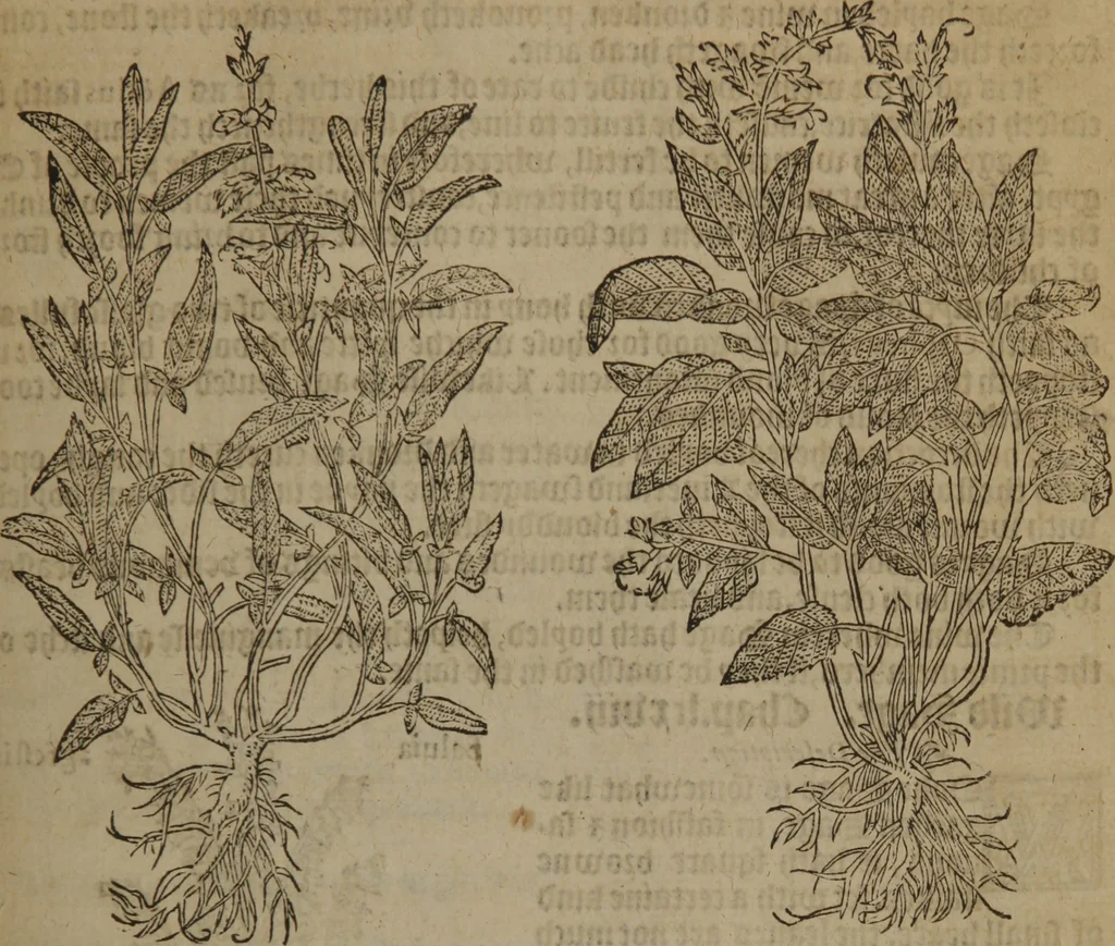 An illustration from A nievve herball, or Historie of plantes : wherein is contayned the whole discourse and perfect description of all sortes of herbes and plantes : their divers & sundry kindes ... and that not onely of those whiche are here growyng in this our countrie of Englande, but of all others also of forrayne realmes commonly used in physicke ; first set foorth in the Doutche or Almaigne tongue, 1578, leaf 278