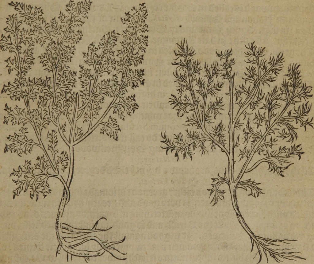 An illustration from A nievve herball, or Historie of plantes : wherein is contayned the whole discourse and perfect description of all sortes of herbes and plantes : their divers & sundry kindes ... and that not onely of those whiche are here growyng in this our countrie of Englande, but of all others also of forrayne realmes commonly used in physicke ; first set foorth in the Doutche or Almaigne tongue, 1578, leaf 28