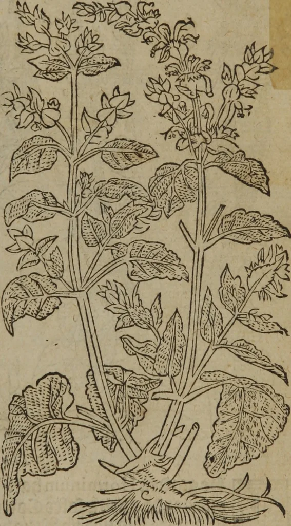 An illustration from A nievve herball, or Historie of plantes : wherein is contayned the whole discourse and perfect description of all sortes of herbes and plantes : their divers & sundry kindes ... and that not onely of those whiche are here growyng in this our countrie of Englande, but of all others also of forrayne realmes commonly used in physicke ; first set foorth in the Doutche or Almaigne tongue, 1578, leaf 280