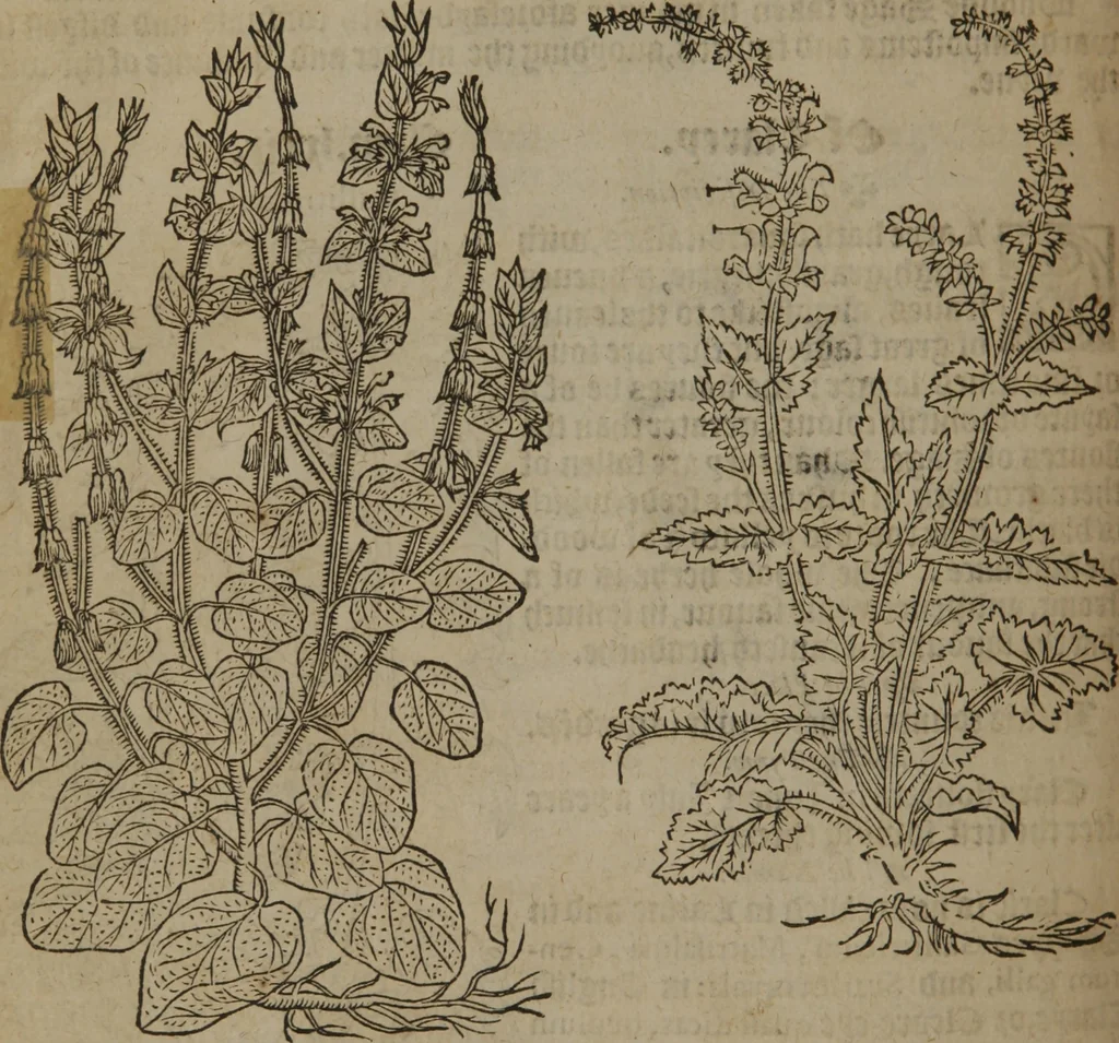 An illustration from A nievve herball, or Historie of plantes : wherein is contayned the whole discourse and perfect description of all sortes of herbes and plantes : their divers & sundry kindes ... and that not onely of those whiche are here growyng in this our countrie of Englande, but of all others also of forrayne realmes commonly used in physicke ; first set foorth in the Doutche or Almaigne tongue, 1578, leaf 281