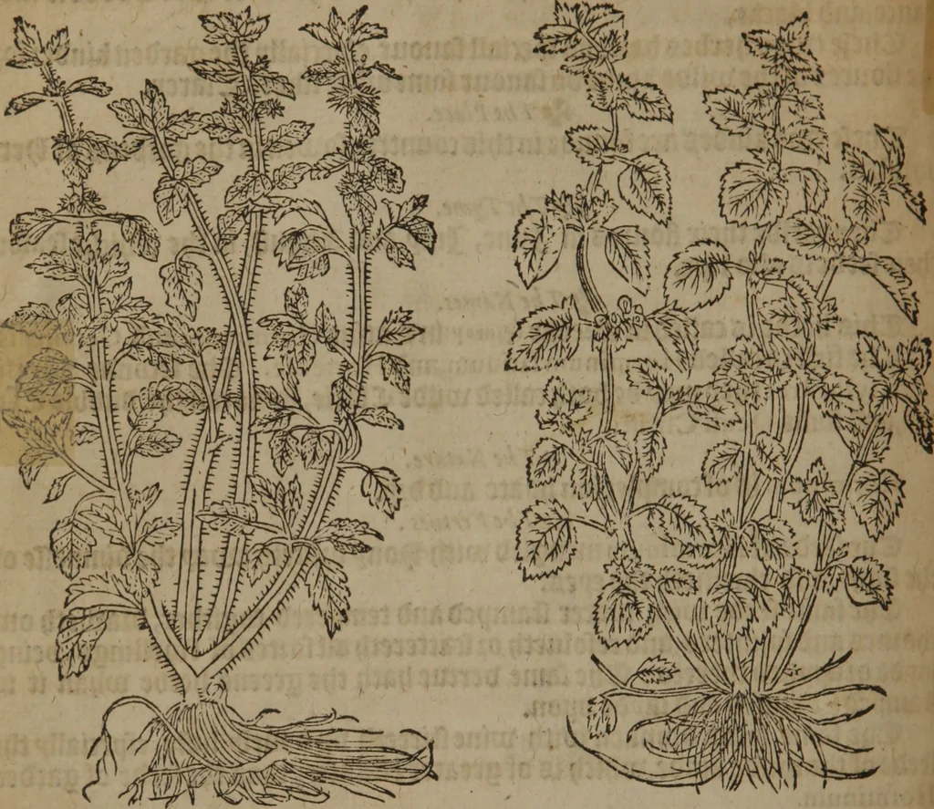 An illustration from A nievve herball, or Historie of plantes : wherein is contayned the whole discourse and perfect description of all sortes of herbes and plantes : their divers & sundry kindes ... and that not onely of those whiche are here growyng in this our countrie of Englande, but of all others also of forrayne realmes commonly used in physicke ; first set foorth in the Doutche or Almaigne tongue, 1578, leaf 283