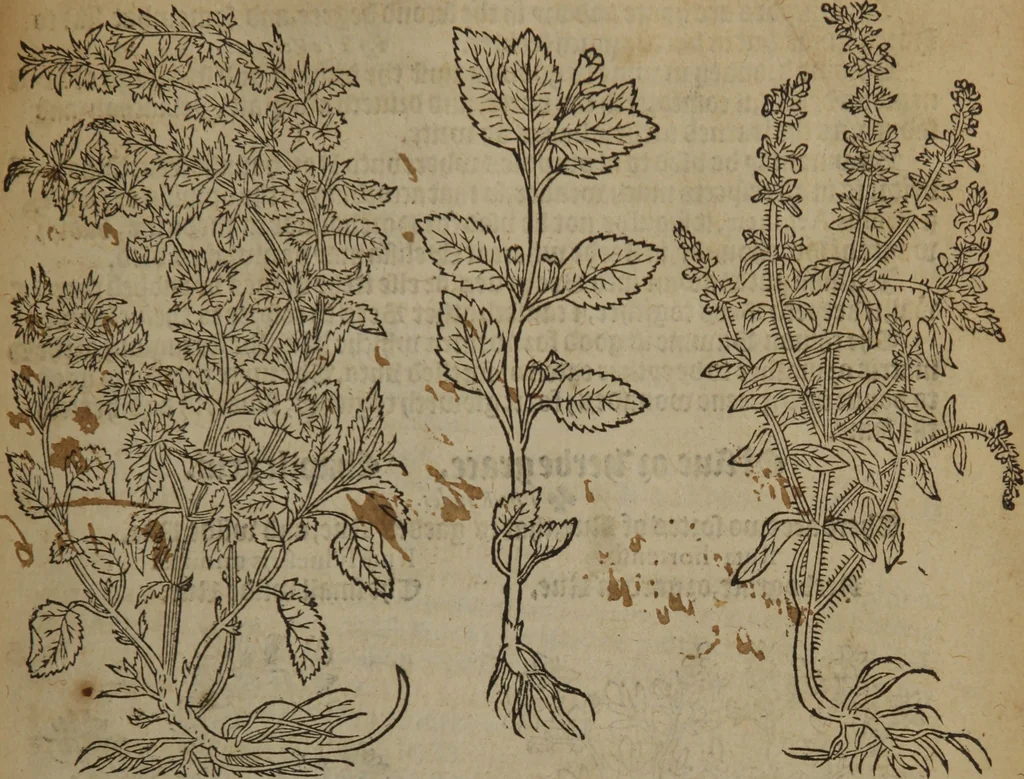 An illustration from A nievve herball, or Historie of plantes : wherein is contayned the whole discourse and perfect description of all sortes of herbes and plantes : their divers & sundry kindes ... and that not onely of those whiche are here growyng in this our countrie of Englande, but of all others also of forrayne realmes commonly used in physicke ; first set foorth in the Doutche or Almaigne tongue, 1578, leaf 286