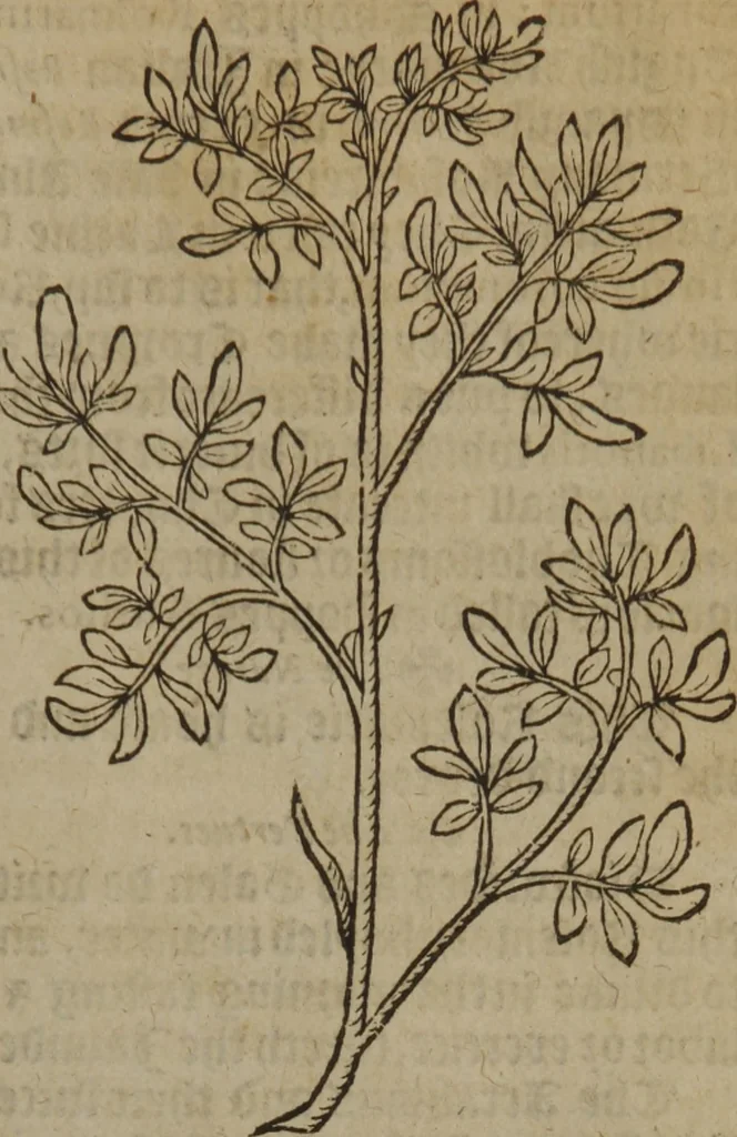 An illustration from A nievve herball, or Historie of plantes : wherein is contayned the whole discourse and perfect description of all sortes of herbes and plantes : their divers & sundry kindes ... and that not onely of those whiche are here growyng in this our countrie of Englande, but of all others also of forrayne realmes commonly used in physicke ; first set foorth in the Doutche or Almaigne tongue, 1578, leaf 290