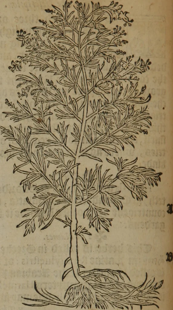 An illustration from A nievve herball, or Historie of plantes : wherein is contayned the whole discourse and perfect description of all sortes of herbes and plantes : their divers & sundry kindes ... and that not onely of those whiche are here growyng in this our countrie of Englande, but of all others also of forrayne realmes commonly used in physicke ; first set foorth in the Doutche or Almaigne tongue, 1578, leaf 291