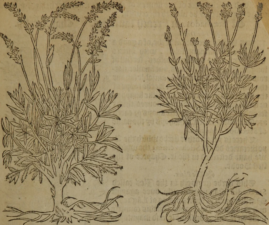 An illustration from A nievve herball, or Historie of plantes : wherein is contayned the whole discourse and perfect description of all sortes of herbes and plantes : their divers & sundry kindes ... and that not onely of those whiche are here growyng in this our countrie of Englande, but of all others also of forrayne realmes commonly used in physicke ; first set foorth in the Doutche or Almaigne tongue, 1578, leaf 292