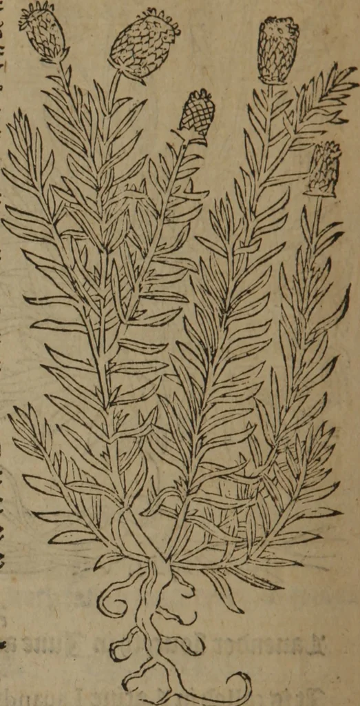 An illustration from A nievve herball, or Historie of plantes : wherein is contayned the whole discourse and perfect description of all sortes of herbes and plantes : their divers & sundry kindes ... and that not onely of those whiche are here growyng in this our countrie of Englande, but of all others also of forrayne realmes commonly used in physicke ; first set foorth in the Doutche or Almaigne tongue, 1578, leaf 293