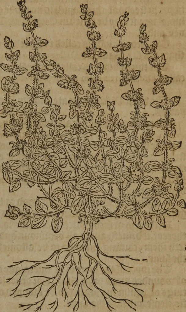 An illustration from A nievve herball, or Historie of plantes : wherein is contayned the whole discourse and perfect description of all sortes of herbes and plantes : their divers & sundry kindes ... and that not onely of those whiche are here growyng in this our countrie of Englande, but of all others also of forrayne realmes commonly used in physicke ; first set foorth in the Doutche or Almaigne tongue, 1578, leaf 294