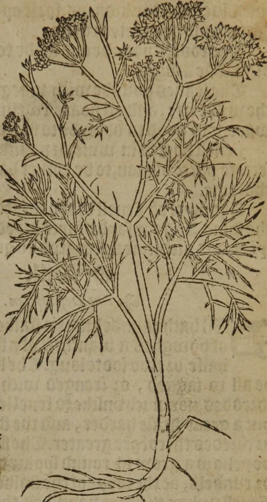 An illustration from A nievve herball, or Historie of plantes : wherein is contayned the whole discourse and perfect description of all sortes of herbes and plantes : their divers & sundry kindes ... and that not onely of those whiche are here growyng in this our countrie of Englande, but of all others also of forrayne realmes commonly used in physicke ; first set foorth in the Doutche or Almaigne tongue, 1578, leaf 296